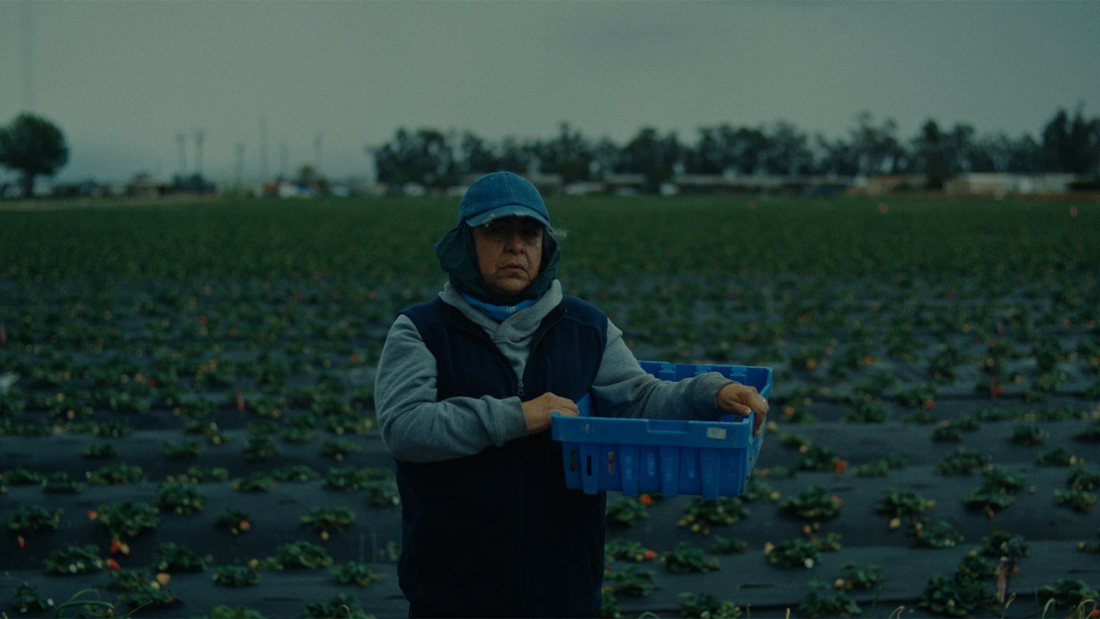 Farmworker in a denim cap holding a blue harvest crate, standing in a strawberry field under an overcast sky